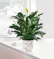 The FTD� Comfort Planter